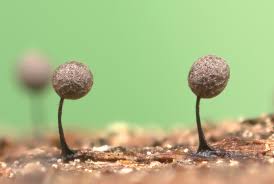 Attēlu rezultāti vaicājumam “Lamproderma gulielmae macro”