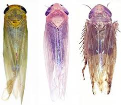 Attēlu rezultāti vaicājumam “Auchenorrhyncha”