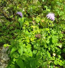 Image result for Knautia dipsacifolia