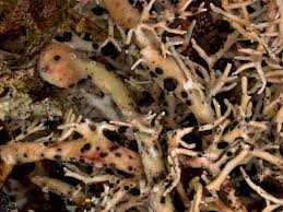 Attēlu rezultāti vaicājumam “Opegrapha atra”