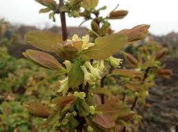 Attēlu rezultāti vaicājumam “Lonicera caerulea var. pallasii flower”