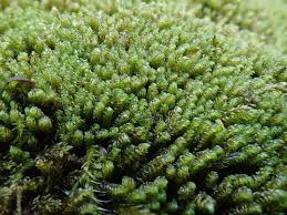 Attēlu rezultāti vaicājumam “Hygrohypnum luridum sporophyte”