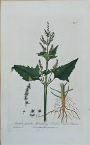 Attēlu rezultāti vaicājumam “Atriplex patula”