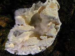 Attēlu rezultāti vaicājumam “Postia fragilis”