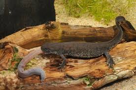 Attēlu rezultāti vaicājumam “Triturus cristatus”