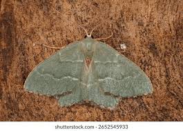 Attēlu rezultāti vaicājumam “Hemithea aestivaria”