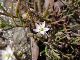 Attēlu rezultāti vaicājumam “Spergularia marina leaf”