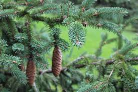 Attēlu rezultāti vaicājumam “Picea abies fruit”