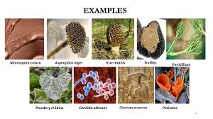 Attēlu rezultāti vaicājumam “Ascomycota”