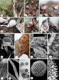 Attēlu rezultāti vaicājumam “Diderma globosum sessile”