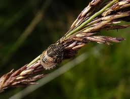 Attēlu rezultāti vaicājumam “Eurygaster testudinaria nymph”
