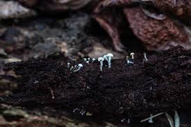 Attēlu rezultāti vaicājumam “Cudoniella acicularis”