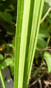 Attēlu rezultāti vaicājumam “Carex pilosa leaf”