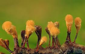 Attēlu rezultāti vaicājumam “Hemitrichia karstenii plasmodium”