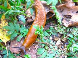 Attēlu rezultāti vaicājumam “Arion lusitanicus”