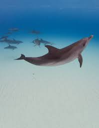 Image result for Adventure Dolphin