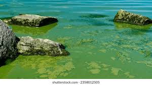 Attēlu rezultāti vaicājumam “Enteromorpha sp.”