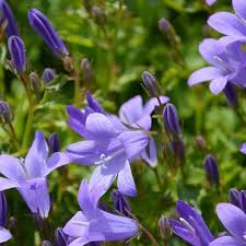Attēlu rezultāti vaicājumam “Campanula glomerata bud”