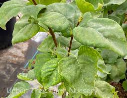 Attēlu rezultāti vaicājumam “Syringa vulgaris fruit”