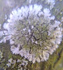 Attēlu rezultāti vaicājumam “Phaeophyscia orbicularis”