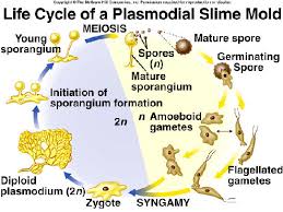 Attēlu rezultāti vaicājumam “Physarum rubiginosum plasmodium”
