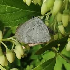 Attēlu rezultāti vaicājumam “Anacampsis blatariella”