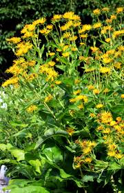 Image result for Inula helenium