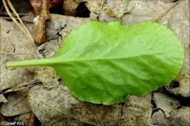 Attēlu rezultāti vaicājumam “Pyrola minor leaf”