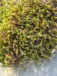 Attēlu rezultāti vaicājumam “Tortella inclinata”