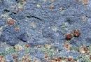 Amphibole Minerals - Glaucophane, Jenner, California