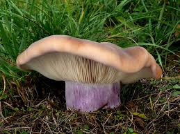 Attēlu rezultāti vaicājumam “Lepista sp.”