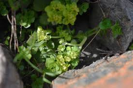 Attēlu rezultāti vaicājumam “Chrysosplenium alternifolium bud”