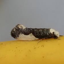 Attēlu rezultāti vaicājumam “Monopis monachella”