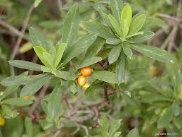 Attēlu rezultāti vaicājumam “Daphne mezereum fruit”