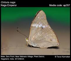 Attēlu rezultāti vaicājumam “Nymphalidae”