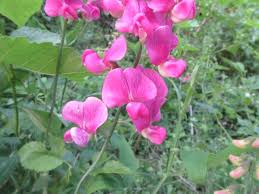 Attēlu rezultāti vaicājumam “Lathyrus sylvestris fruit”
