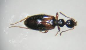 Attēlu rezultāti vaicājumam “Anthicidae”