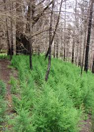 Attēlu rezultāti vaicājumam “Cribraria macrocarpa young”