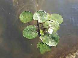 Attēlu rezultāti vaicājumam “Hydrocharis morsus-ranae fruit”