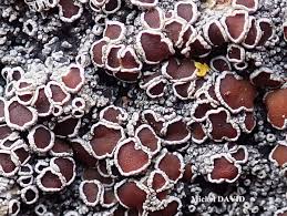 Attēlu rezultāti vaicājumam “Cribraria rubiginosa”