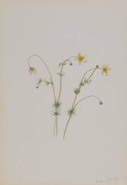 Attēlu rezultāti vaicājumam “Batrachium”