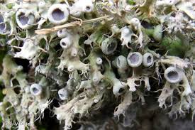 Attēlu rezultāti vaicājumam “Anaptychia ciliaris”