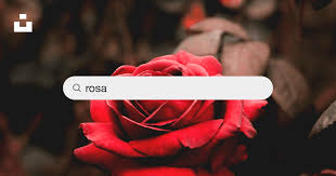 Image result for FOTO ROSA
