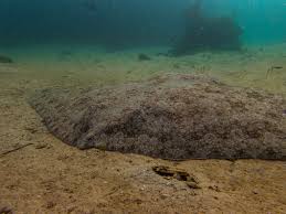 Image result for Gymnura natalensis