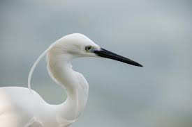 Image result for Egretta garzetta