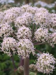 Attēlu rezultāti vaicājumam “Angelica sylvestris flower”