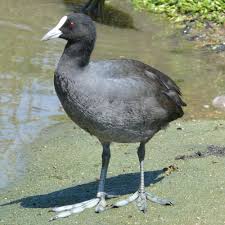 Attēlu rezultāti vaicājumam “Fulica atra”