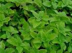 Lemon Balm lemon-balm – Jardines Urbanos en Panamá