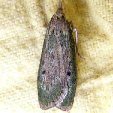 Attēlu rezultāti vaicājumam “Aphomia sociella”