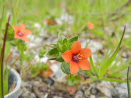 Image result for Anagallis arvensis